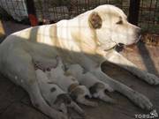 Продам щенка алабая