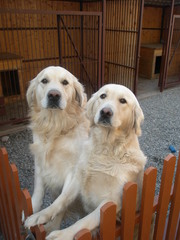  голден ретривер Кобель для вязки