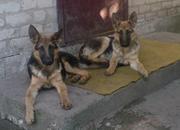 Срочно продаются  щенки