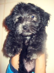 Отдам щенка в хорошие руки СРОЧНО