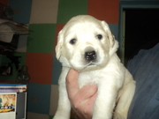 лабродор ретривер