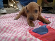 щенки львиной собаки