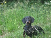 Карликовые щенята таксы.