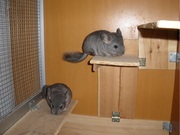 Продам шиншилл самцы