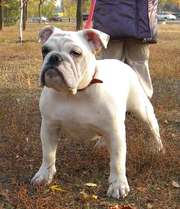 щенки анг бульдога Запорожье