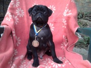 черный мопсик девочка