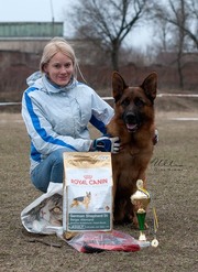 немецкая овчарка-отличные щенки, вязки