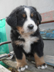 Бернский зенненхунд- щенки