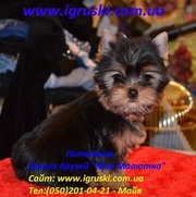 Элитные щеночки йоркширского терьера питомник Моя Малютка