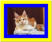 Потрясающий рыжий игривый мейн-кун Ариша, цена Киев