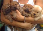 Прекрасные чау чау щенки готова как раз к Рождеству