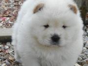 Мужские и женские чау-чау щенки готовы к новым ДОМА !!!!!!