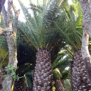 Средиземноморские растения для зимнего сада