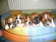 Продам щенков Джек Рассел Терьер г. Ужгород