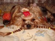 йорки модные мордашки 4 месяца