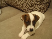 джек рассел