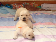 Палевые щенки лабрадора ретривера. Купить лабрадора