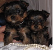продам йорков  от племенных родителей