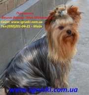 Элитные щеночки йоркширского терьера-шоу-класса!