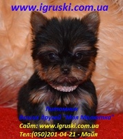 Элитные щеночки йоркширского терьера мини и стандарт