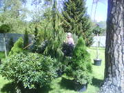 предлагаю большой асортимент декор.растений