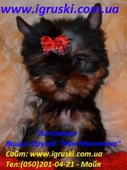 Элитные щенки йоркширского терьера экстра-мини