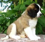 Продаются элитные щенки Московской сторожевой