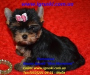 Щенки йоркширского терьера экстра-мини