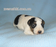 щенки фокстерьера жш к резервированию