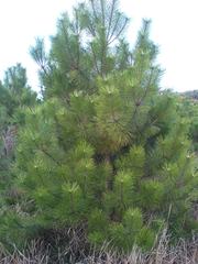 новогодние сосны