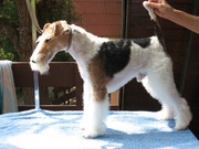 щенок жш фокстерьера