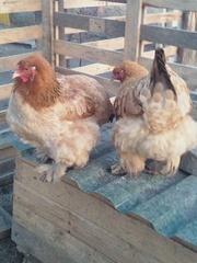 Кури Брама Колумбійська Жовта