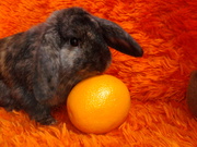 ***Декоративные вислоухие крольчата***