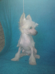 очаровательные китайцы