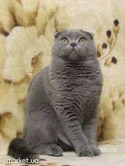 Куплю вислоухого кота  и кошку