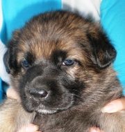 Щенки немецкой овчарки рабочего разведения!