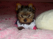 продаются щенки йоркширского терьера				  