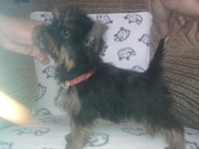 миниатюрные йоркширы