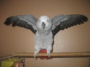 Продам попугая жако СРОЧНО!