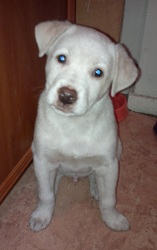 Отдам щенка в очень любящие и заботливые руки