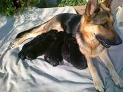 Продаются щенки немецкой овчарки.