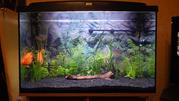 Продам Аквариум Природа 140л