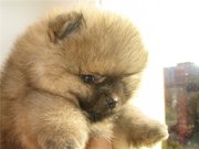 Продаются  щенки шпица 