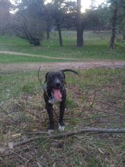 продам очаровательных щенков стаффа