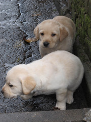 Продаємо Лабрадорчиків)))