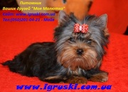 Элитные щеночки йоркширского терьера питомник