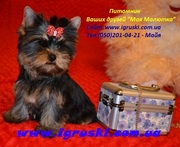 Щенки Йоркширского терьера мини и стандарт