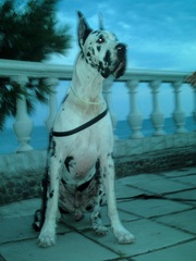 Немецкий дог мраморного окраса
