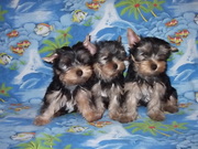 продам щенков йорка