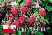 саженцы ремонтантной малины Polana